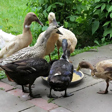 Am Alten Deich * Butjadingen