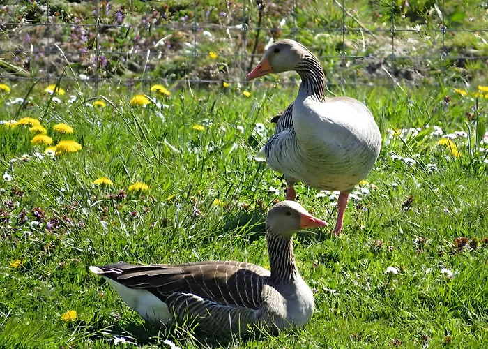 Am Alten Deich 布特亚丁根