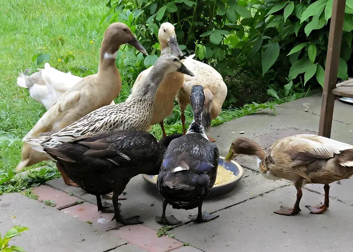 Am Alten Deich * Butjadingen